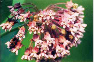 Asclepias-syriaca