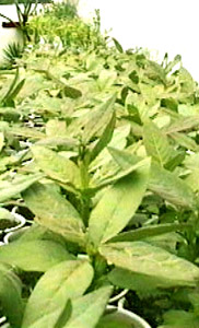seedlings