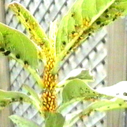 aphids