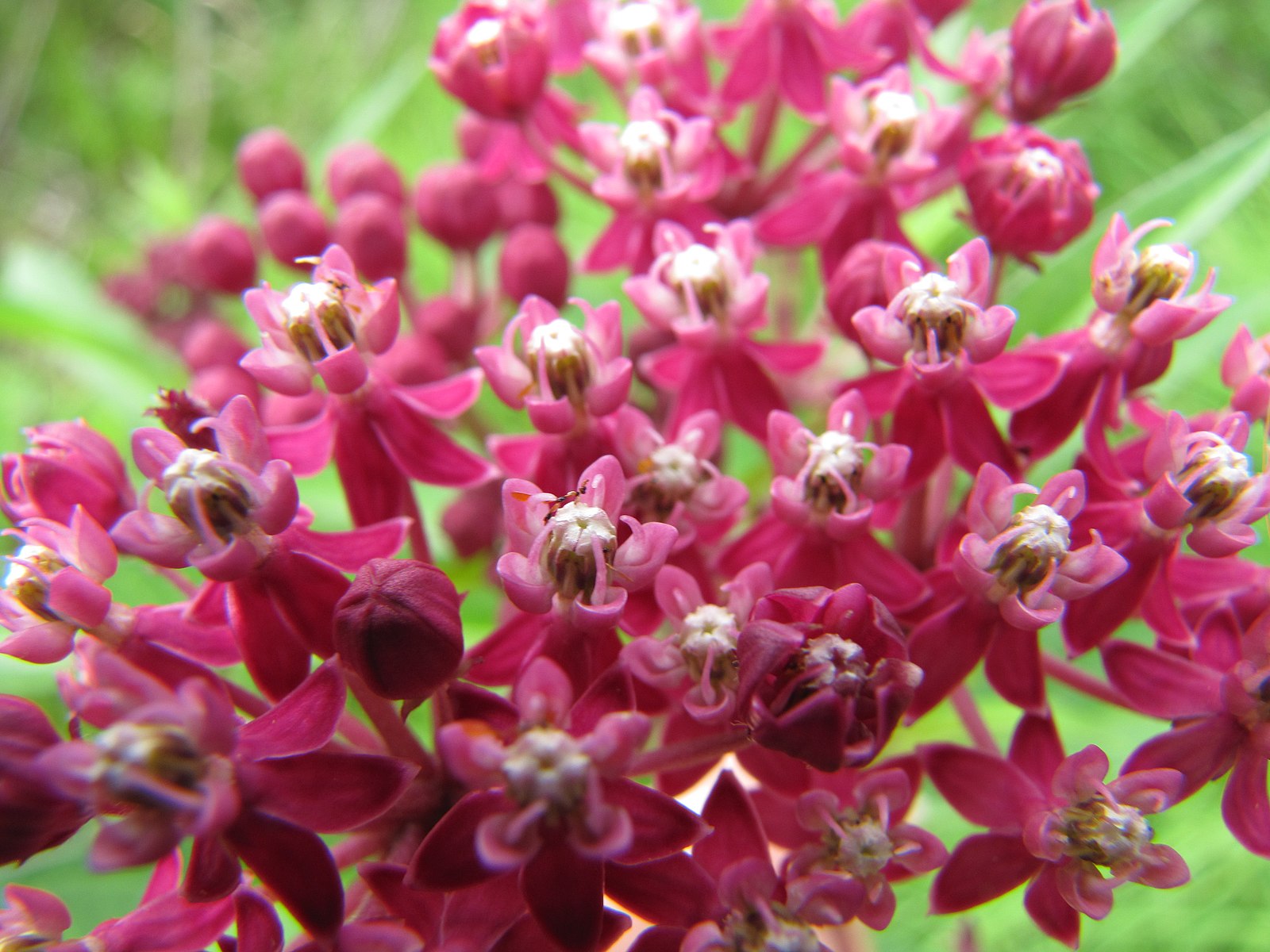 Asclepias Incarnata