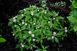 Asclepias Perrenis