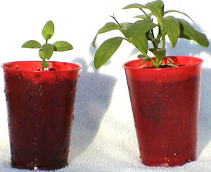 lilplants